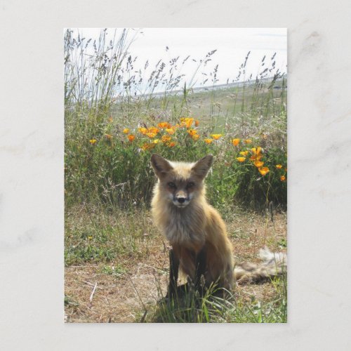 Red Fox Postcard