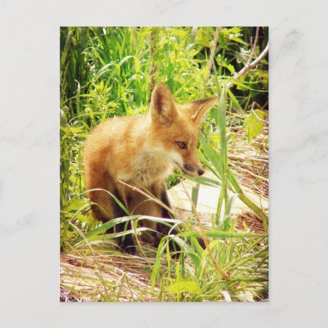 Red Fox Postcard (Front)
