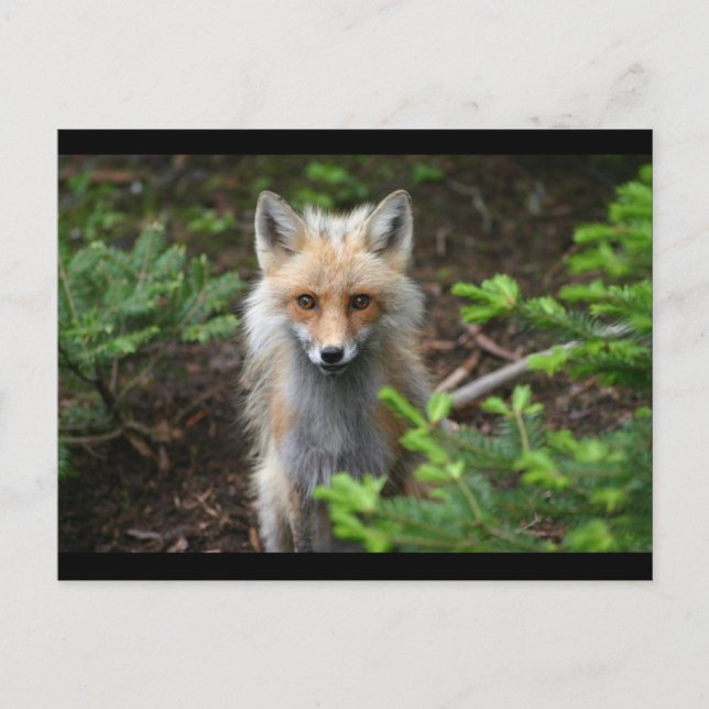 Red Fox Postcard (Front)
