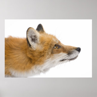 Red fox poster