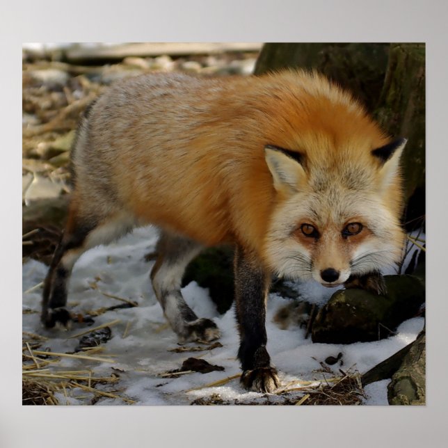 Red Fox Poster (Front)