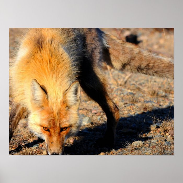 Red Fox Poster Print