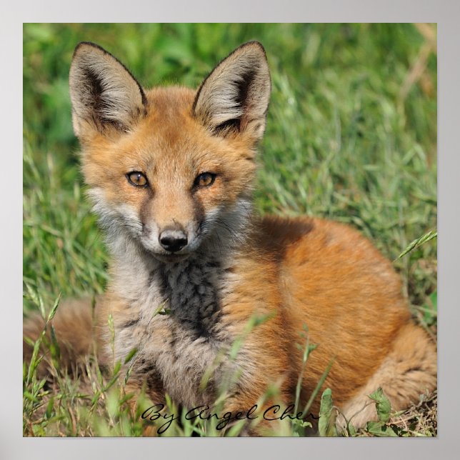 Red Fox Pretty full rez, By Angel Cher Poster (Front)