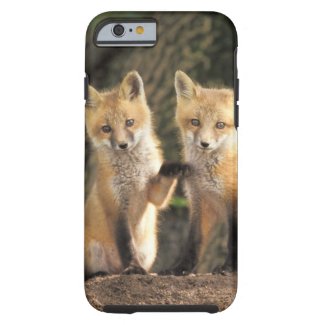 Red Fox pup in front of den Vulpes vulpes) Tough iPhone 6 Case