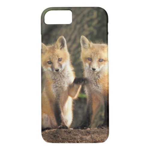 Red Fox pup in front of den Vulpes vulpes iPhone 87 Case