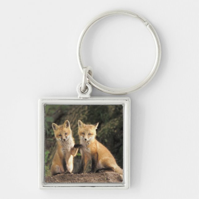 Red Fox pup in front of den Vulpes vulpes) Keychain (Front)