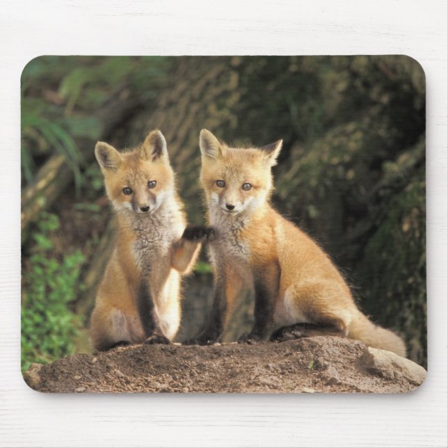 Red Fox pup in front of den Vulpes vulpes) Mouse Pad (Front)