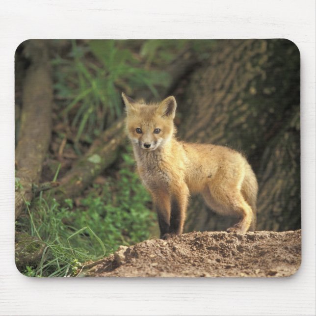 Red Fox pup in front of den (Vulpes vulpes) Mouse Pad (Front)