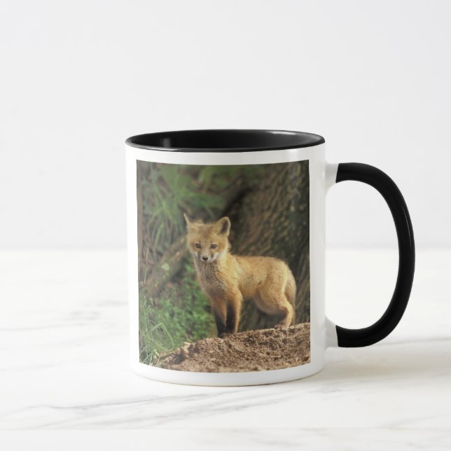 Red Fox pup in front of den (Vulpes vulpes) Mug (Right)