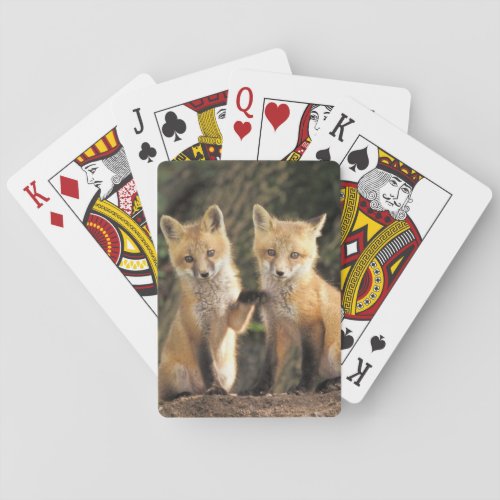 Red Fox pup in front of den Vulpes vulpes Poker Cards