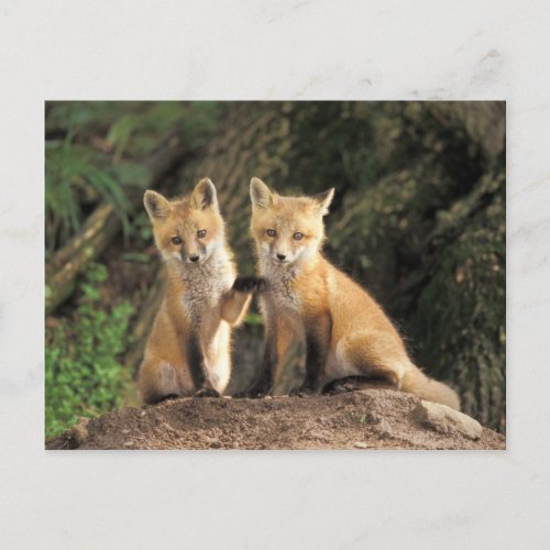Red Fox pup in front of den Vulpes vulpes Postcard
