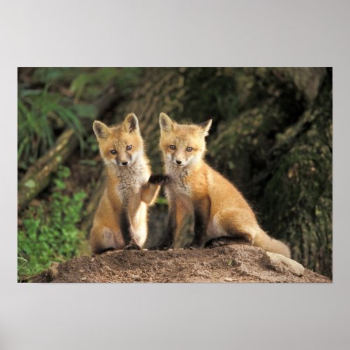 Red Fox pup in front of den Vulpes vulpes Poster