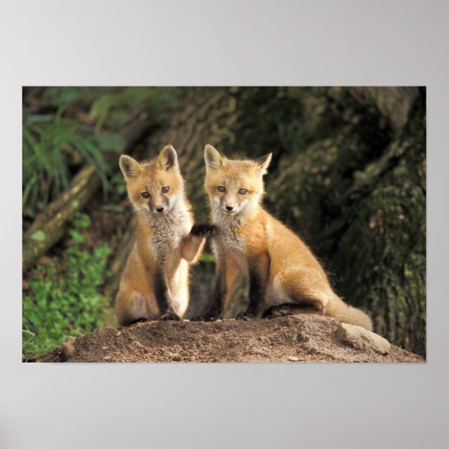 Red Fox pup in front of den Vulpes vulpes) Poster (Front)