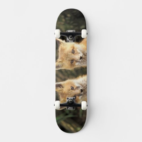 Red Fox pup in front of den Vulpes vulpes Skateboard