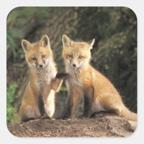 Red Fox pup in front of den Vulpes vulpes Square Sticker