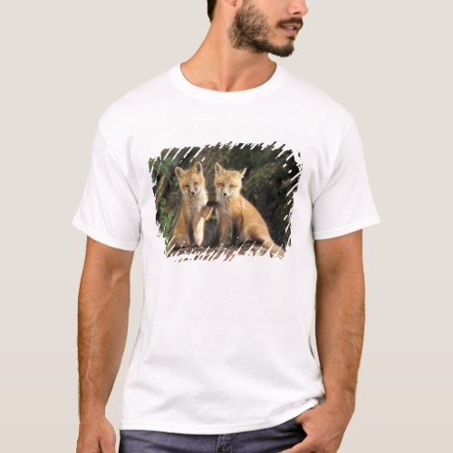 Red Fox pup in front of den Vulpes vulpes T_Shirt