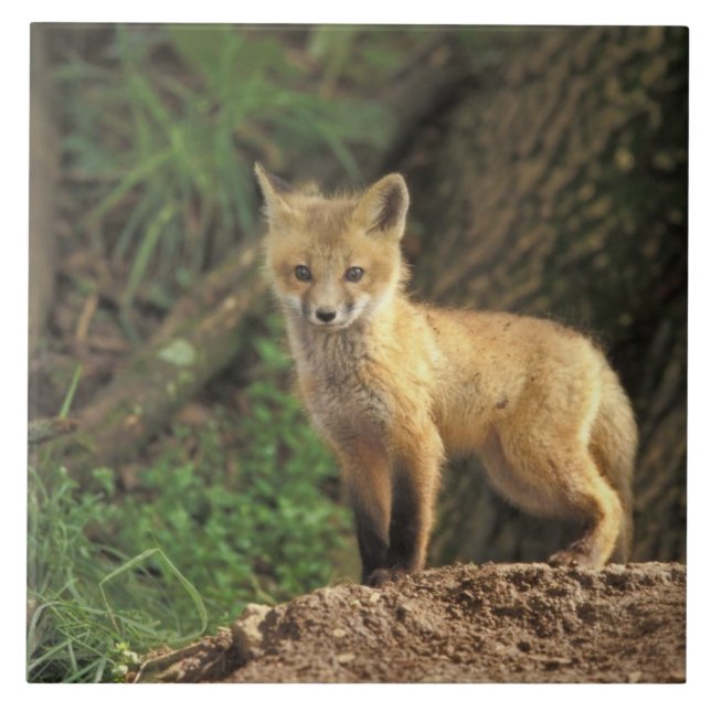 Red Fox pup in front of den (Vulpes vulpes) Tile (Front)
