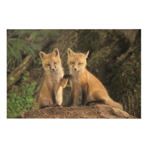 Red Fox pup in front of den Vulpes vulpes Wood Wall Decor