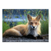 Red Fox Resting Blank Card (Front Horizontal)