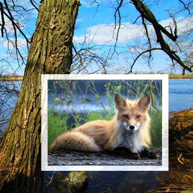 Red Fox Resting Postcard (Creator Uploaded)