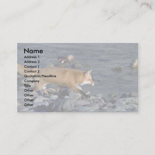 Red Fox running beside river Business Card