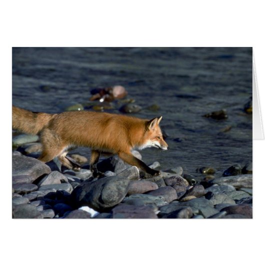 Red Fox running beside river Cards (Front Horizontal)