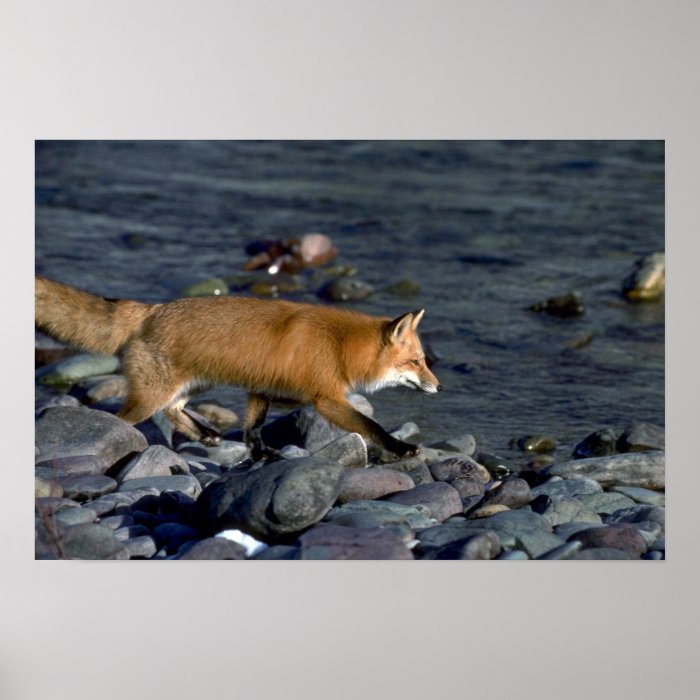 Red Fox running beside river Print