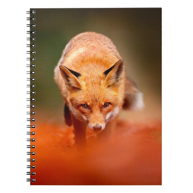 Red fox running on orange autumn leaves. Cute Red  Notebook (Front)