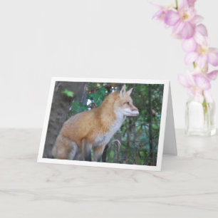 Red Fox Sitting in Woods Card