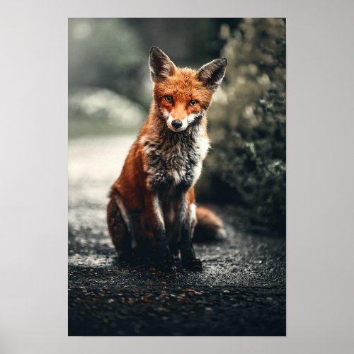 Red Fox Sitting On Ground Poster