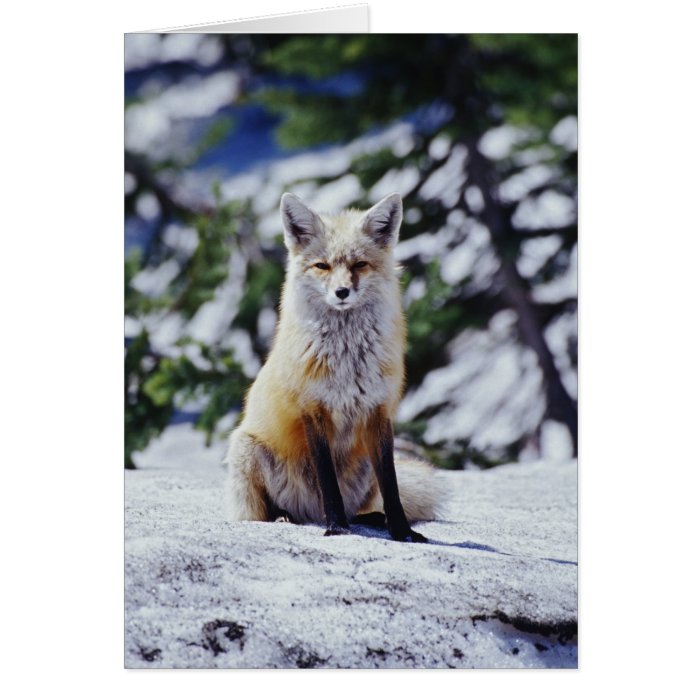 Red Fox sitting on snow bank, Vulpes, Mt. Greeting Cards