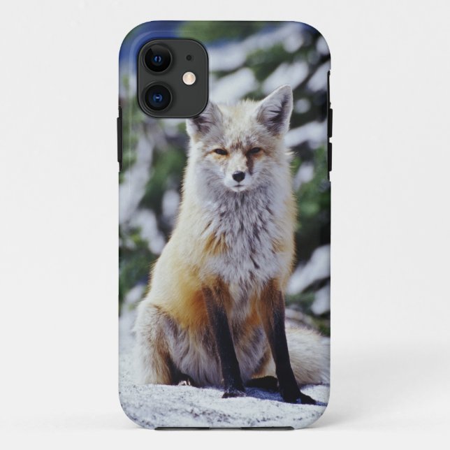 Red Fox sitting on snow bank, Vulpes, Mt. Case-Mate iPhone Case (Back)