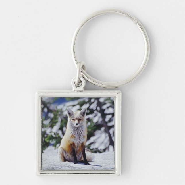 Red Fox sitting on snow bank, Vulpes, Mt. Keychain (Front)