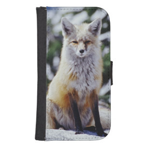 Red Fox sitting on snow bank, Vulpes, Mt. Phone Wallet