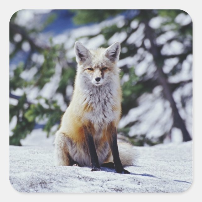 Red Fox sitting on snow bank, Vulpes, Mt. Square Sticker (Front)