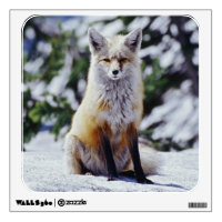 Red Fox sitting on snow bank, Vulpes, Mt.