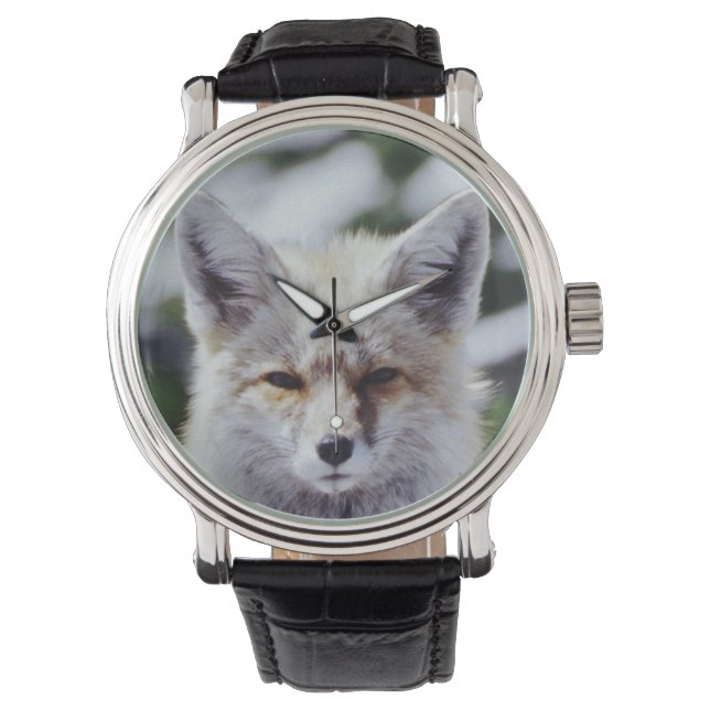 Red Fox sitting on snow bank, Vulpes, Mt. Watch (Front)