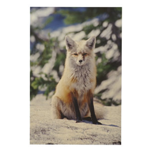 Red Fox sitting on snow bank, Vulpes, Mt. Wood Wall Art