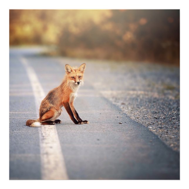 Red Fox Sitting on the side of the road Photo Print (Front)