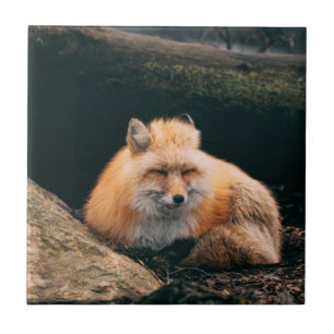 Red Fox Sleeping Ceramic Tile