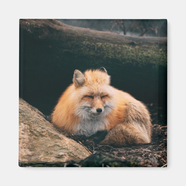 Red Fox Sleeping Magnet (Front)