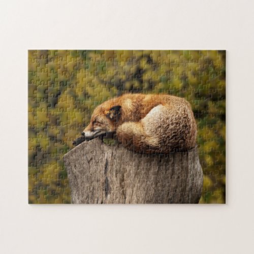 Red Fox Sleeping on Stump Jigsaw Puzzle