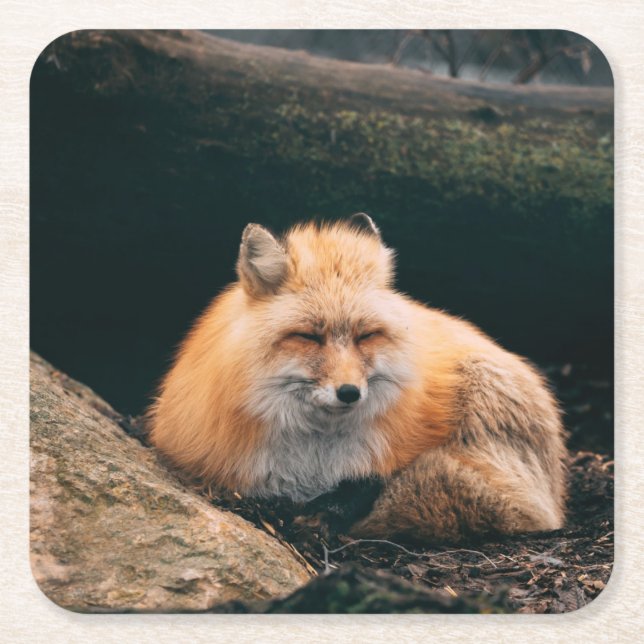 Red Fox Sleeping Square Paper Coaster (Front)