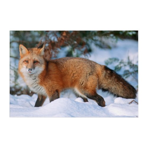 Red Fox  Snow in Winter Montana Acrylic Print
