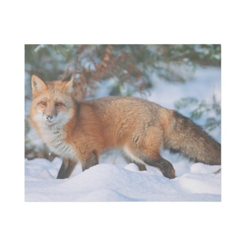 Red Fox  Snow in Winter Montana Gallery Wrap