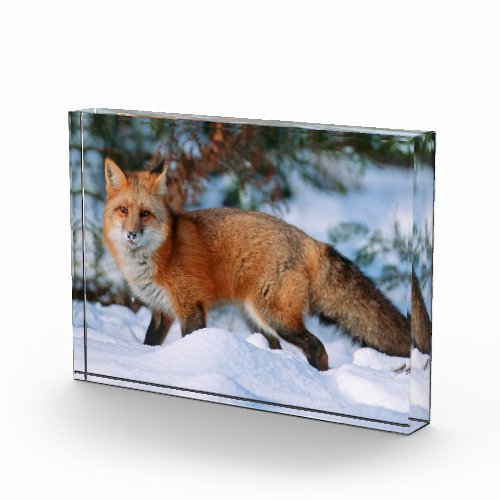 Red Fox  Snow in Winter Montana Photo Block