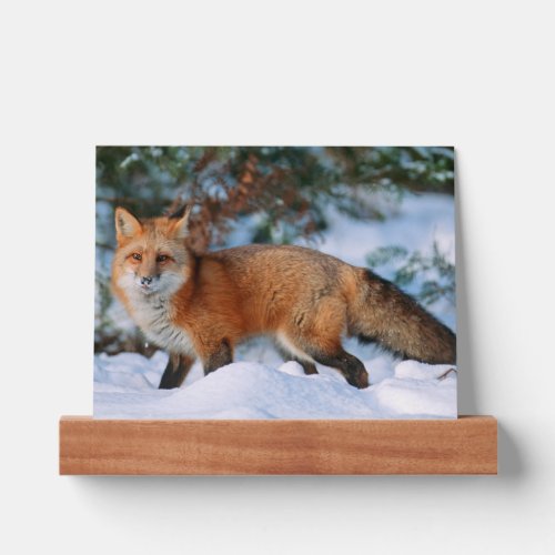 Red Fox  Snow in Winter Montana Picture Ledge