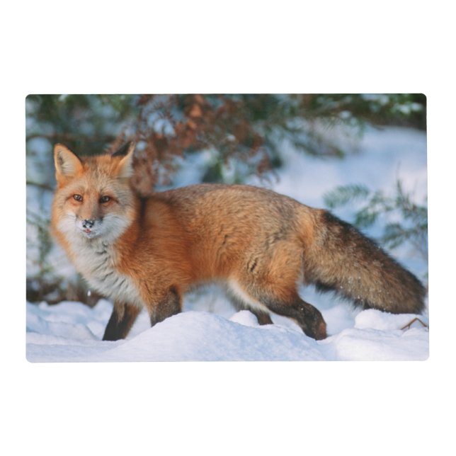 Red Fox | Snow in Winter, Montana Placemat (Front)