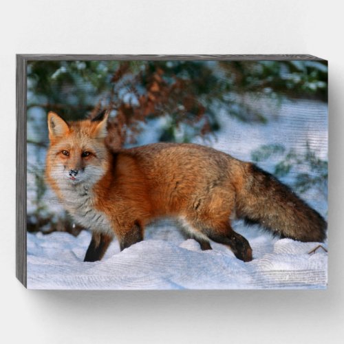 Red Fox  Snow in Winter Montana Wooden Box Sign