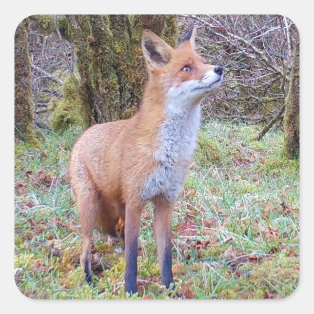 Red Fox  Square Sticker (Front)